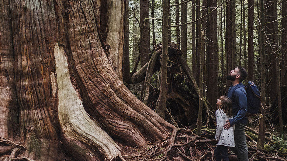 Family office services